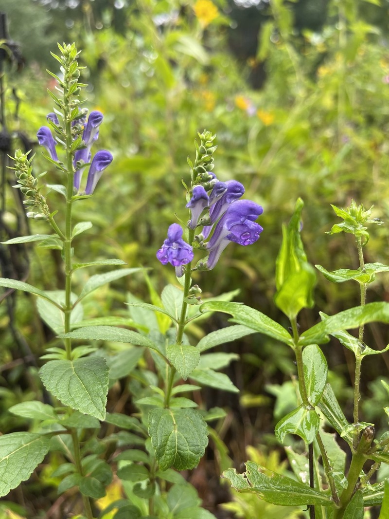 Scutellaria incana var. incana photo 5