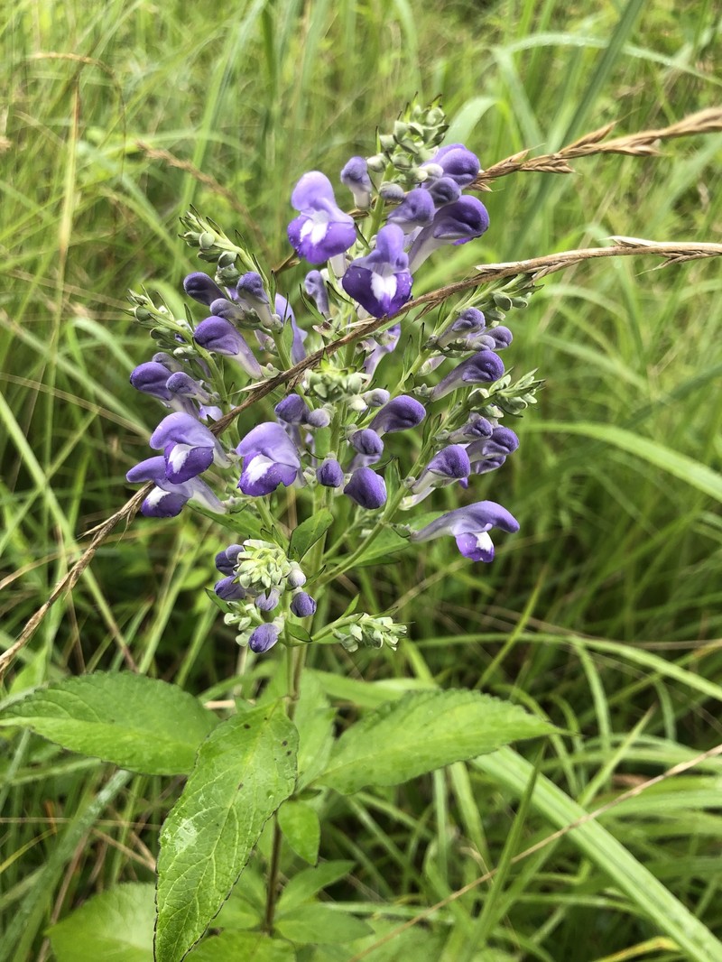 Scutellaria incana var. incana photo 6