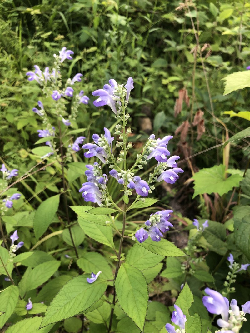 Scutellaria incana var. incana photo 7