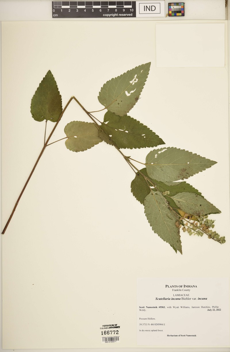 Scutellaria incana var. incana photo 8