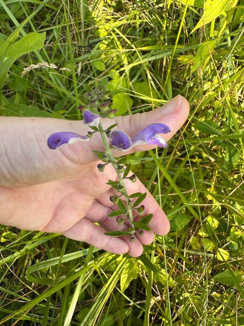 Scutellaria incana var. punctata