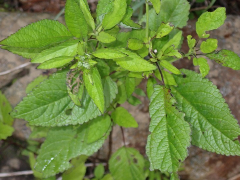 Scutellaria incana var. punctata photo 2