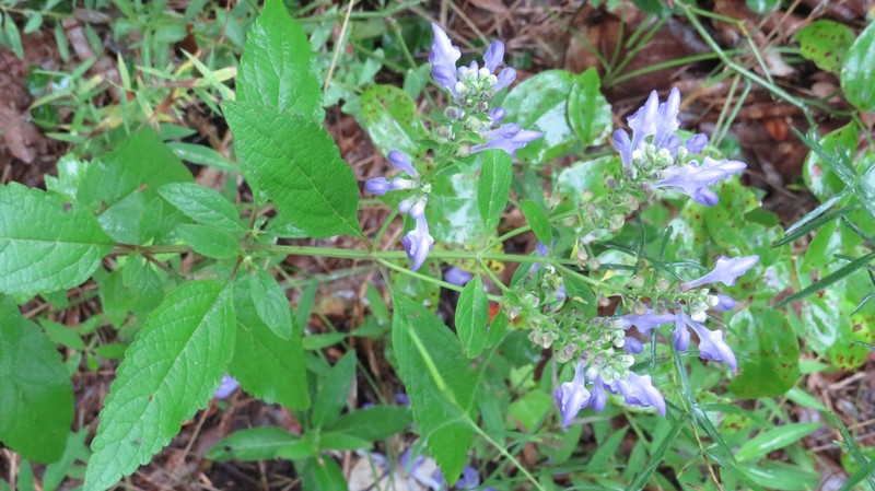Scutellaria incana var. punctata photo 3
