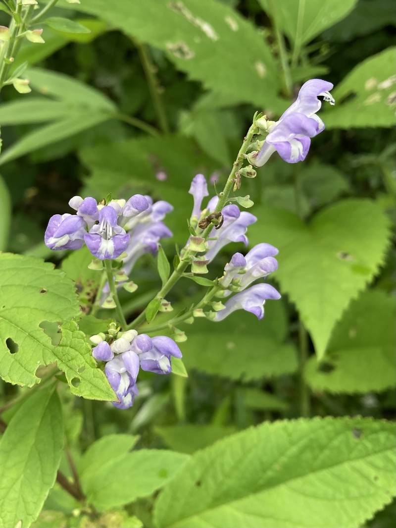 Scutellaria incana var. punctata photo 4