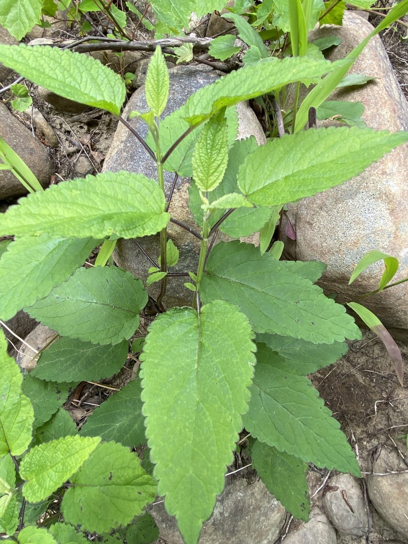 Scutellaria incana var. punctata photo 5