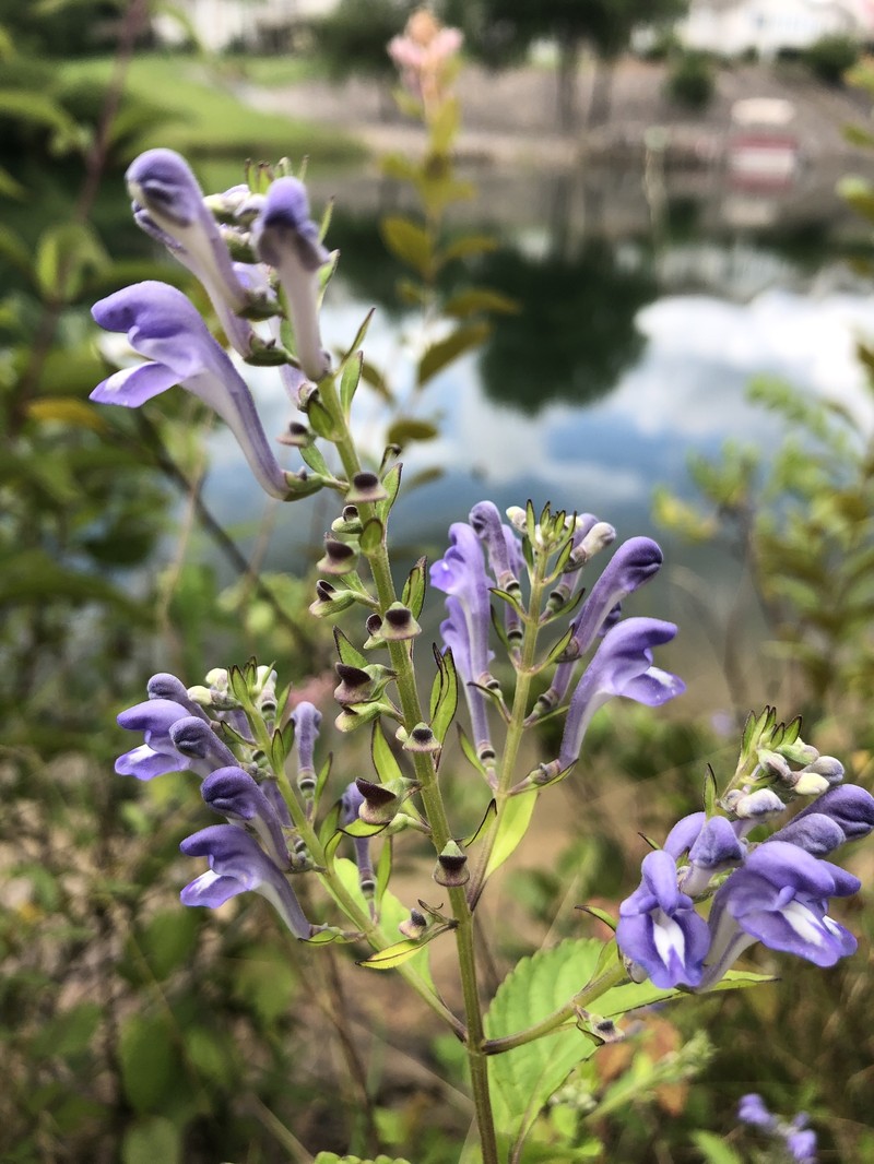 Scutellaria incana var. punctata photo 6