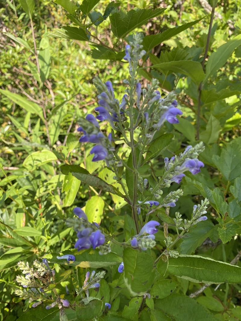 Scutellaria incana var. punctata photo 7