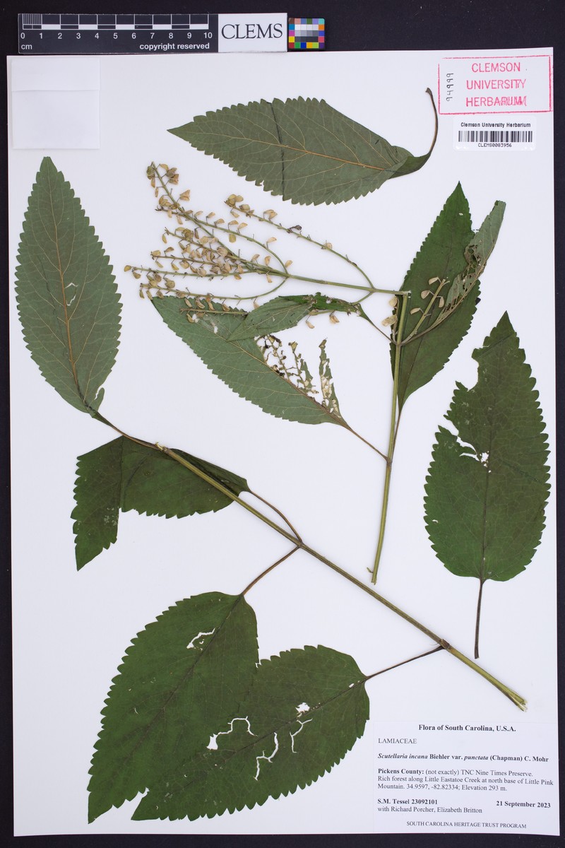 Scutellaria incana var. punctata photo 8