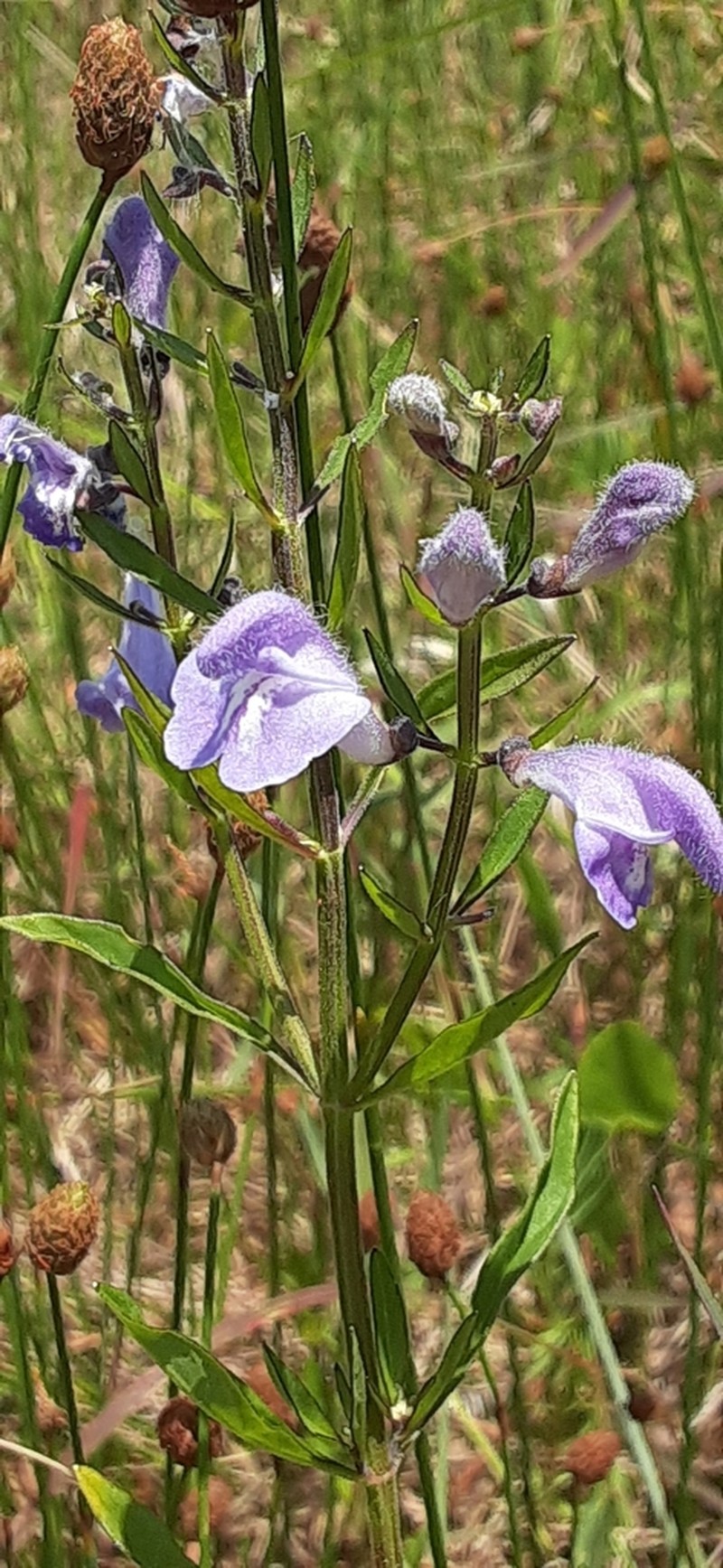 Helmet Flower photo 4