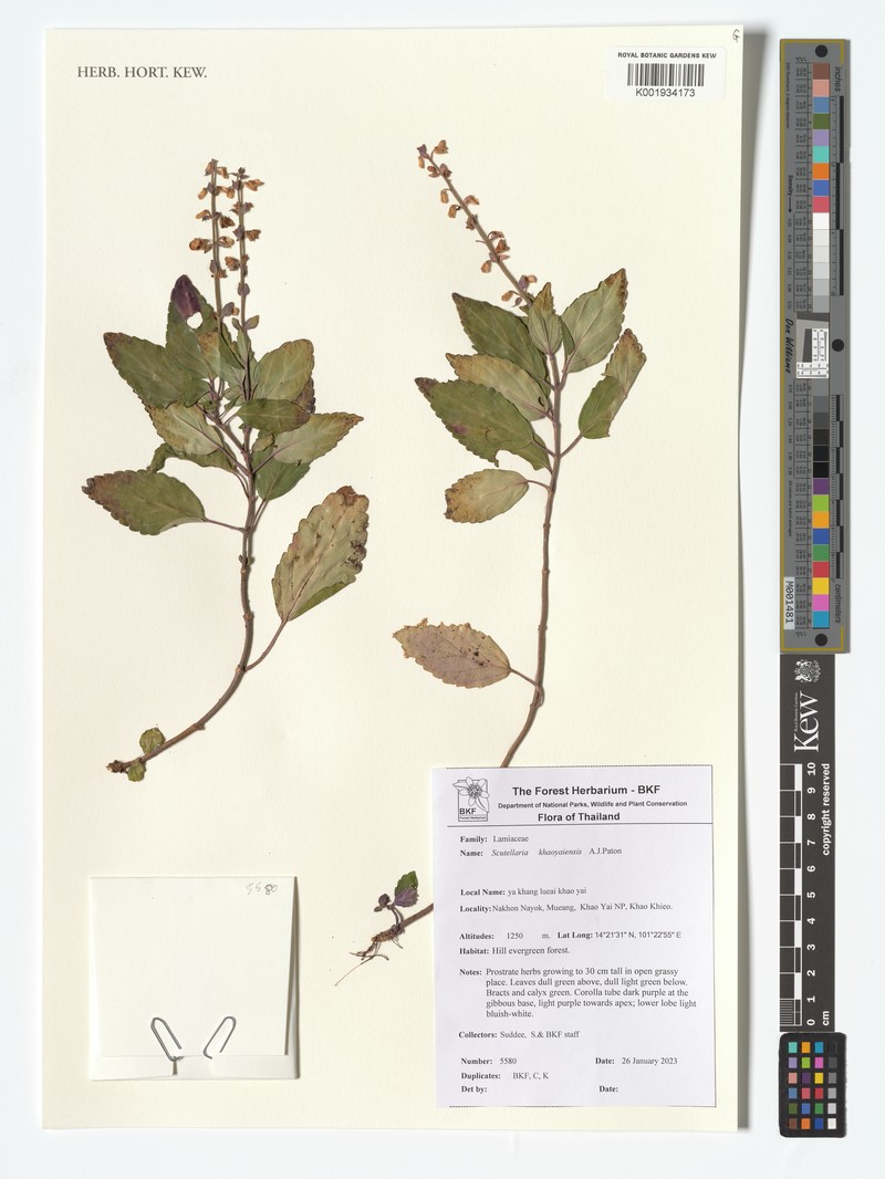 Scutellaria khaoyaiensis