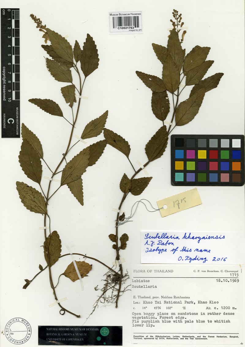 Scutellaria khaoyaiensis photo 2