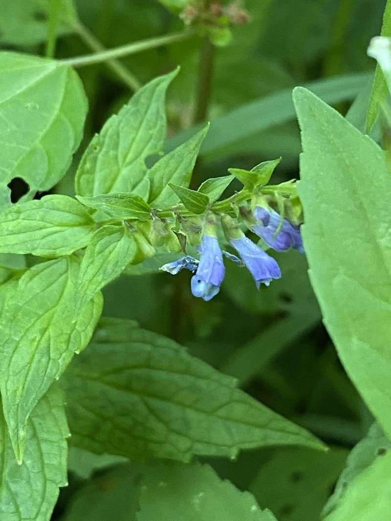 Blue Skullcap photo 3