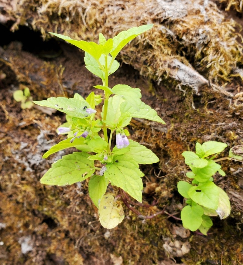 Blue Skullcap photo 5