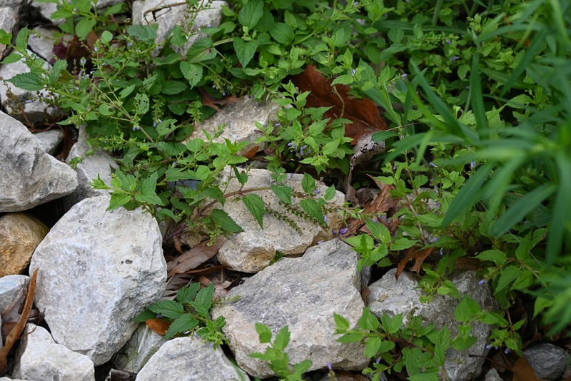 Blue Skullcap photo 6