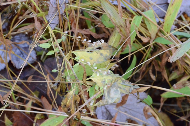 Blue Skullcap photo 7