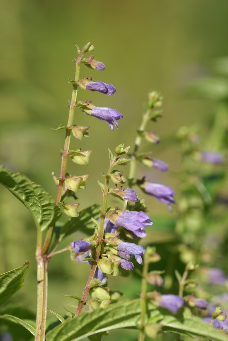 Blue Skullcap