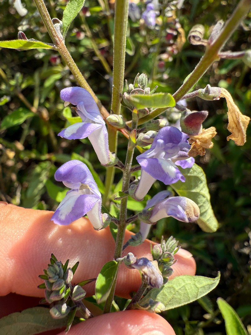 Scutellaria mellichampii