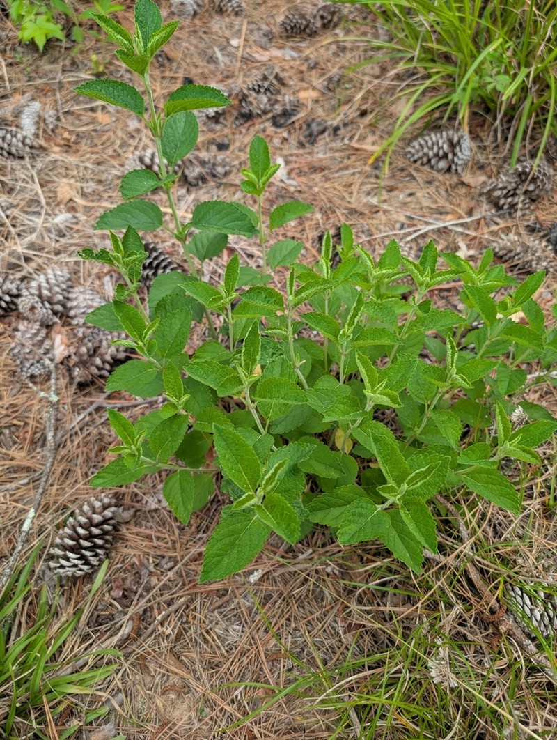 Scutellaria mellichampii photo 2