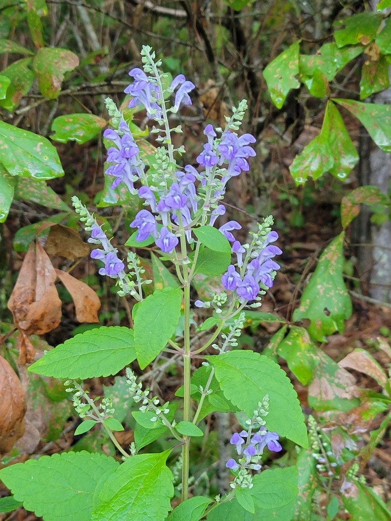 Scutellaria mellichampii photo 3