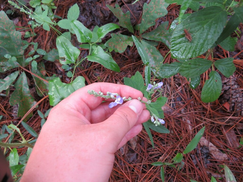 Scutellaria mellichampii photo 4