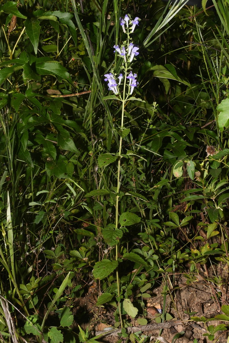 Scutellaria mellichampii photo 5