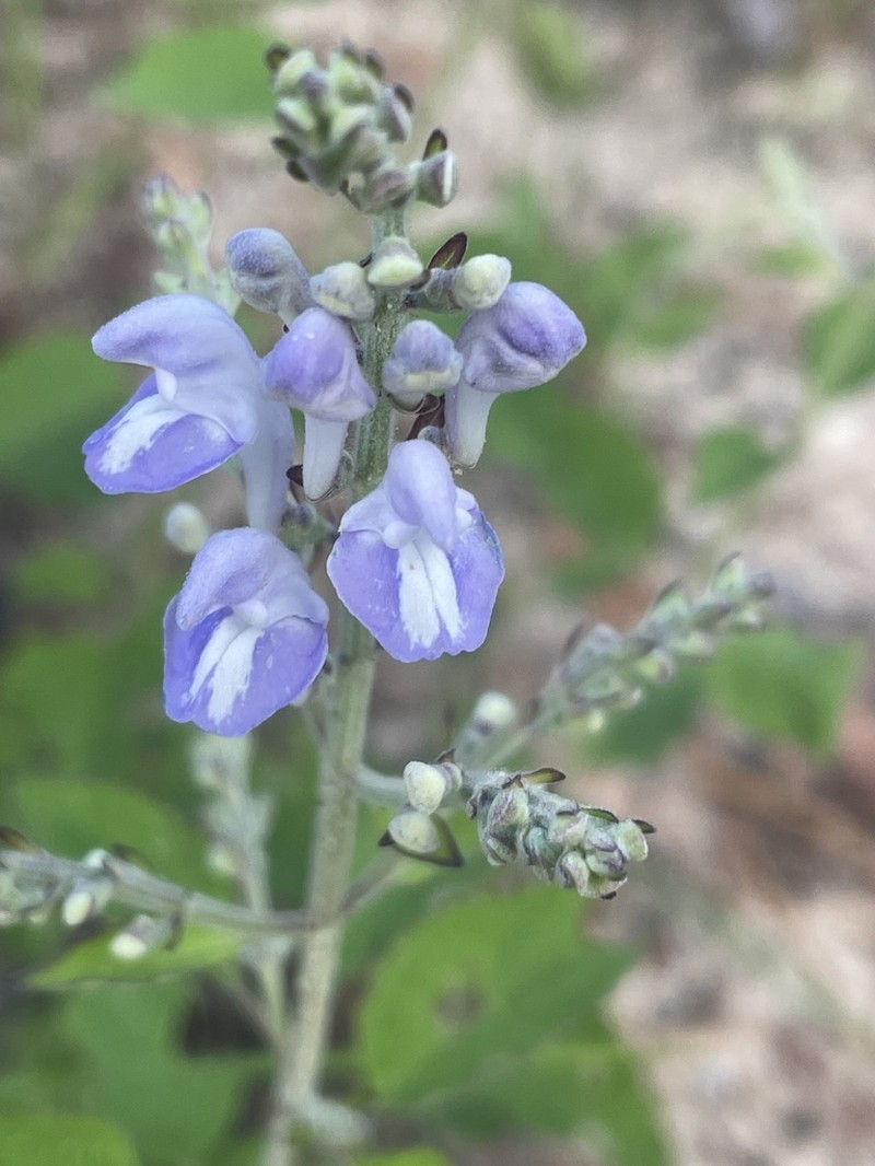 Scutellaria mellichampii photo 6