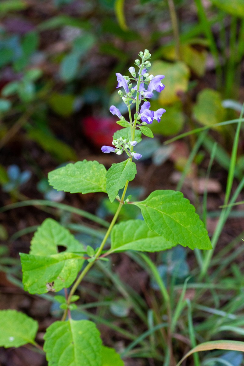 Scutellaria mellichampii photo 7