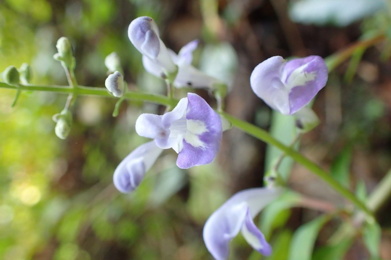 Scutellaria mellichampii photo 8