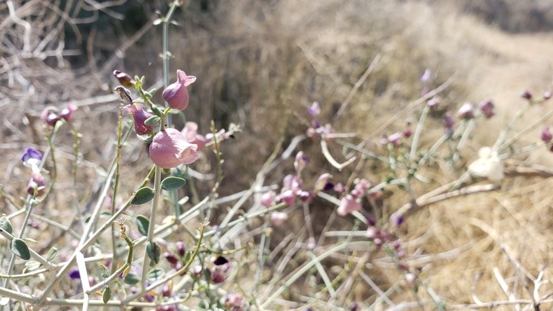 Mexican Bladdersage photo 3