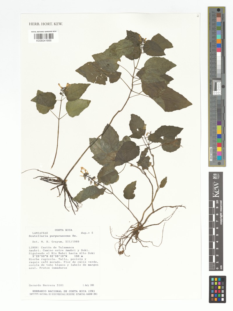 Littleleaf Skullcap