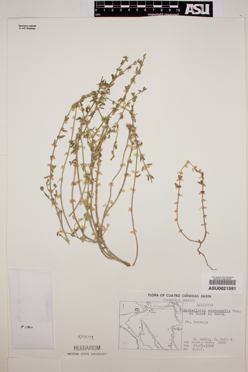 Littleleaf Skullcap photo 3