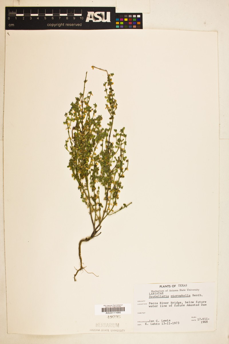 Littleleaf Skullcap photo 4