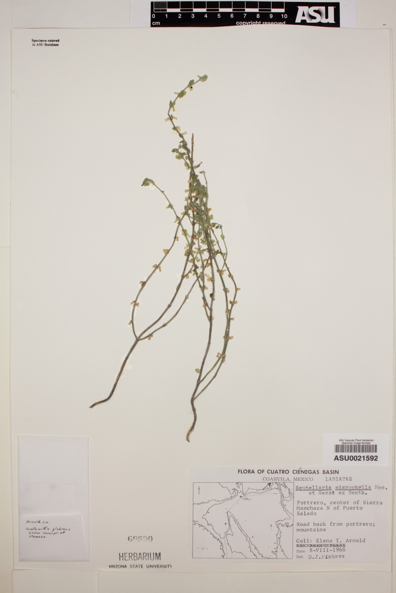 Littleleaf Skullcap photo 5