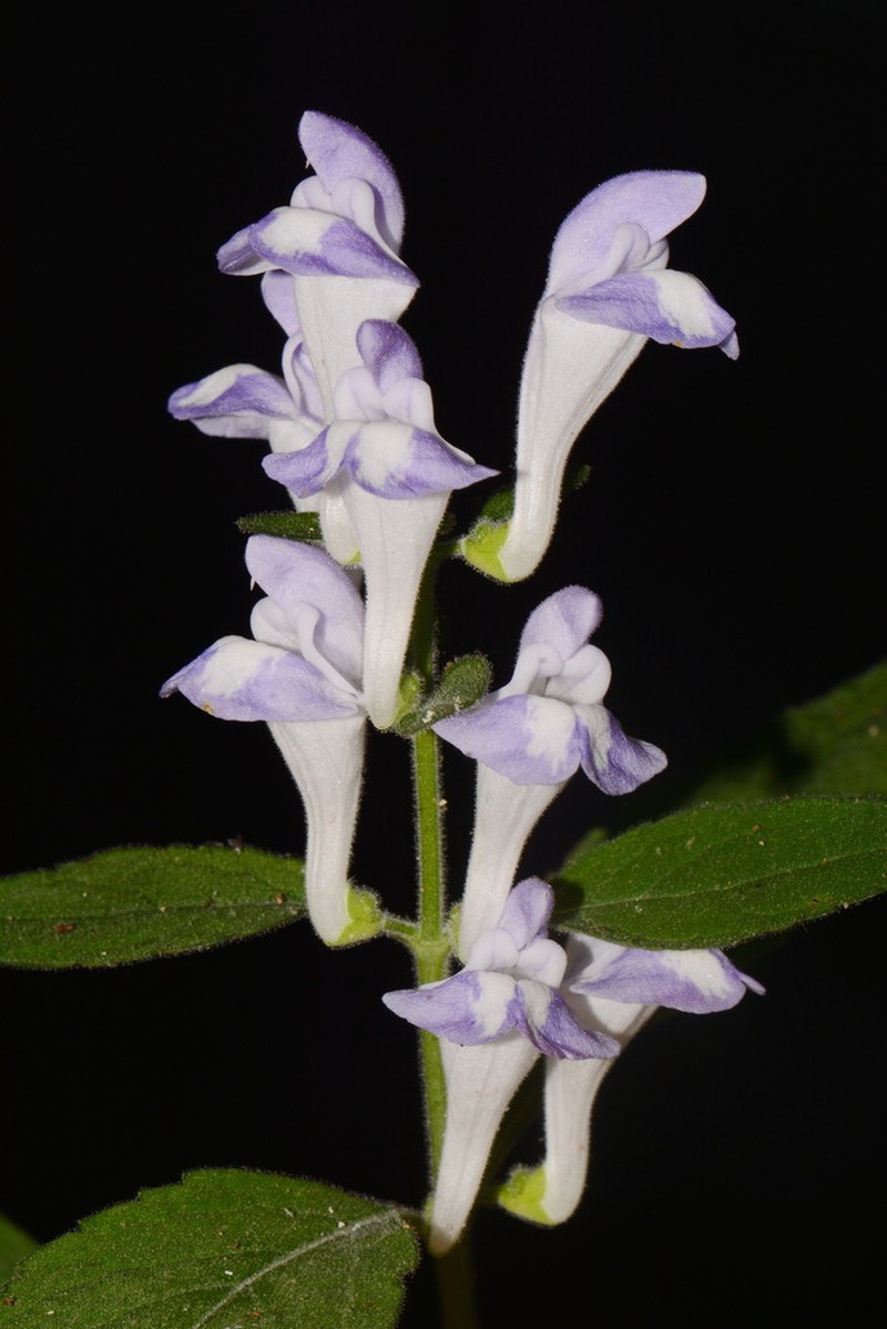 Largeflower Skullcap photo 3