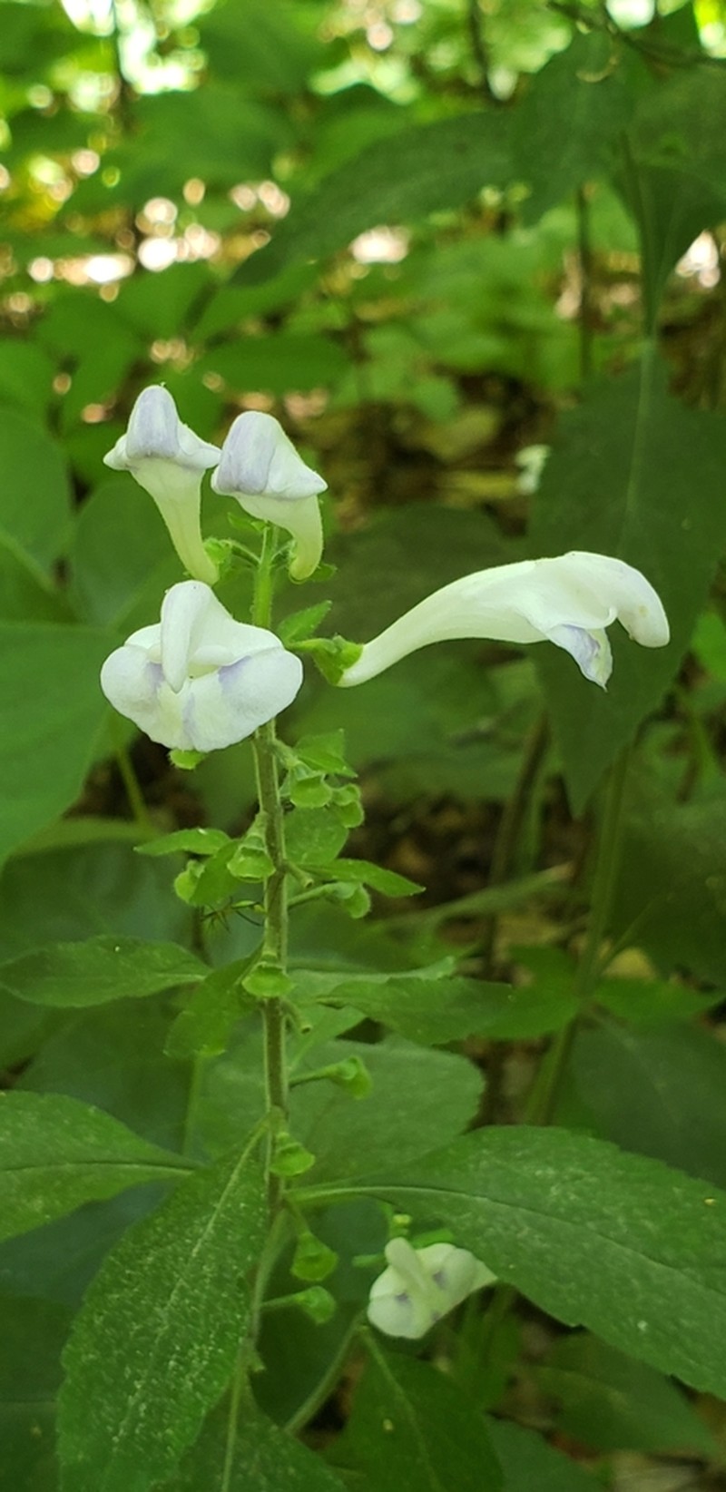 Largeflower Skullcap photo 4