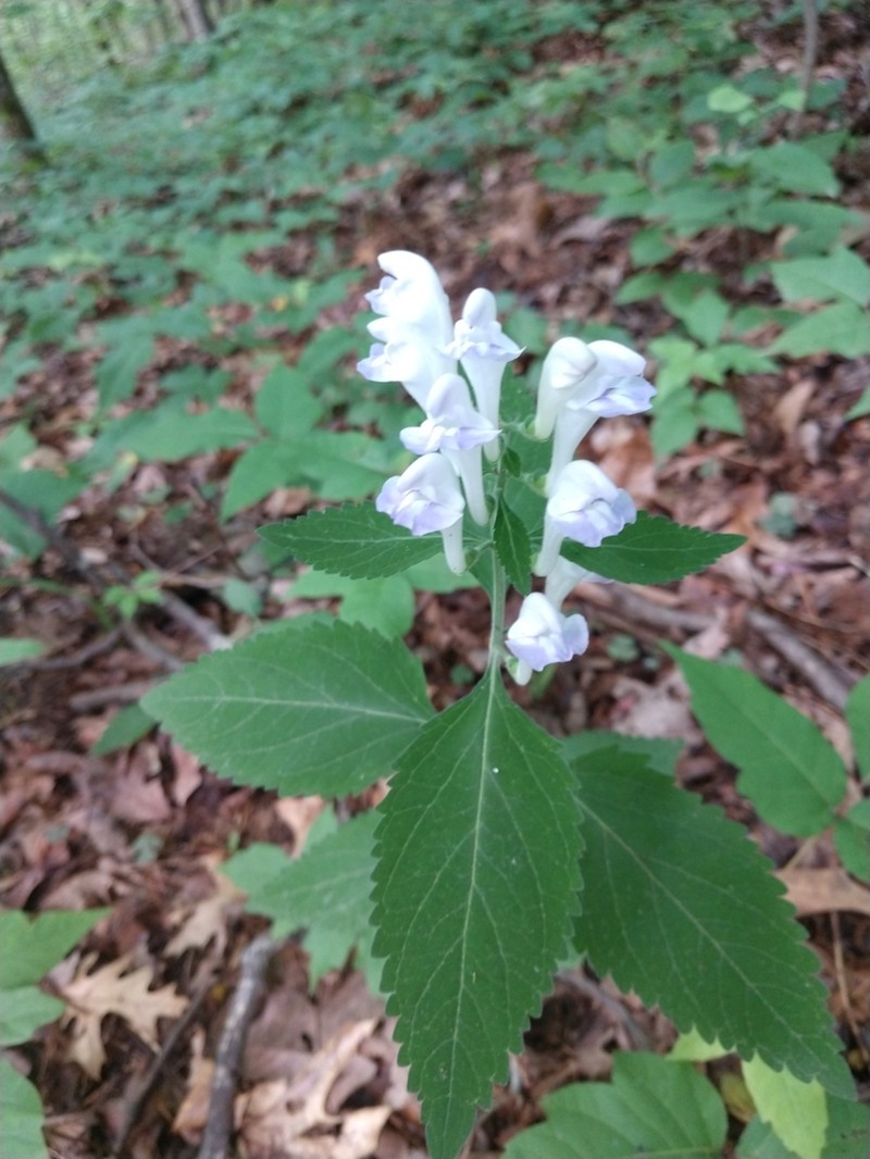 Largeflower Skullcap photo 5