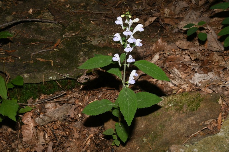 Largeflower Skullcap photo 6