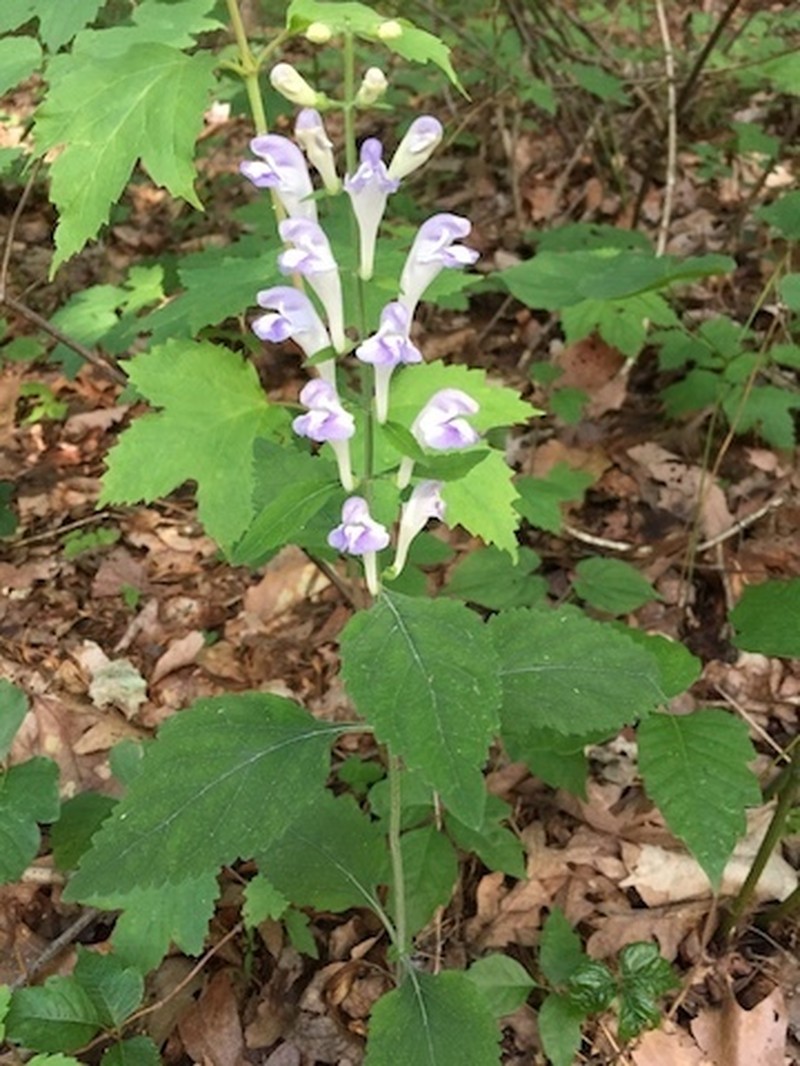 Largeflower Skullcap photo 7