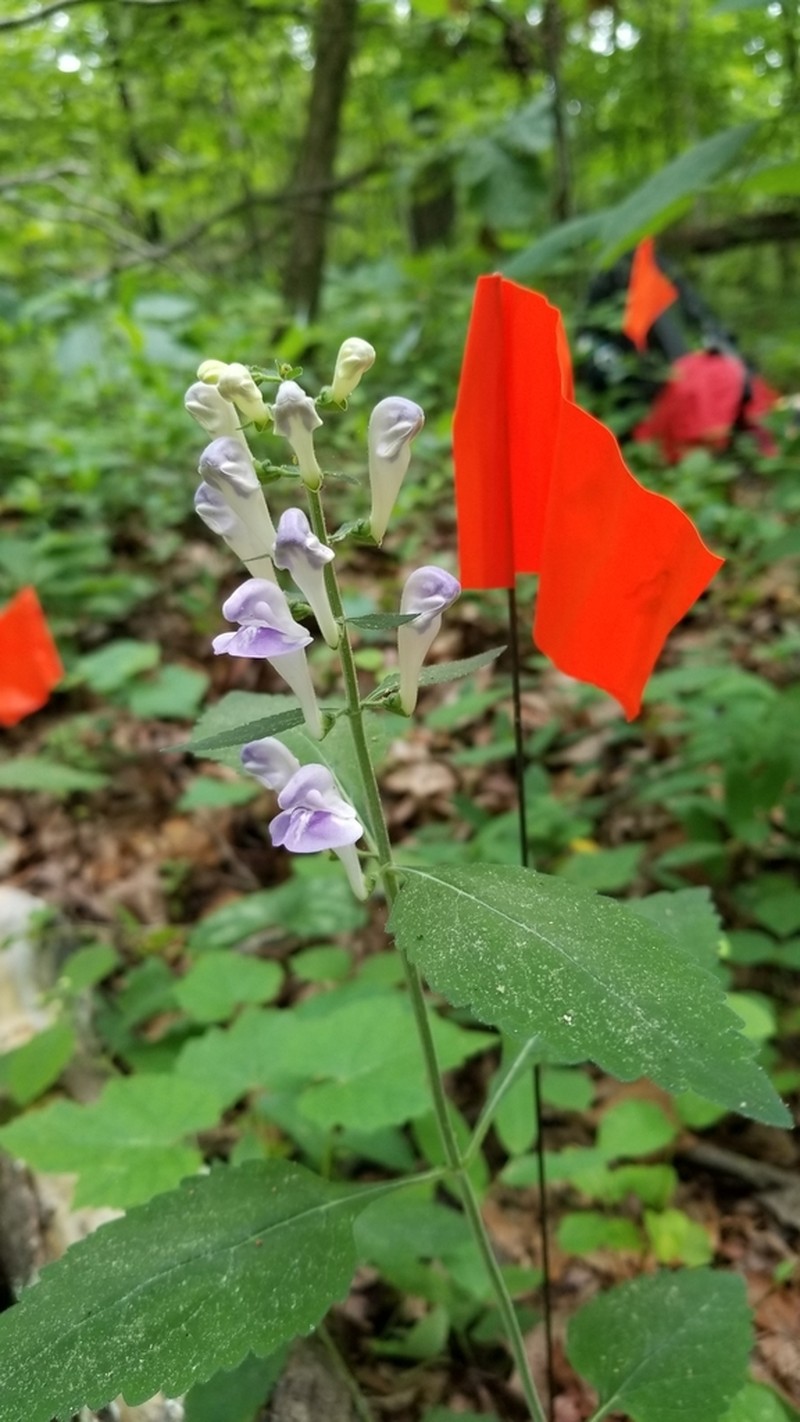 Largeflower Skullcap photo 8
