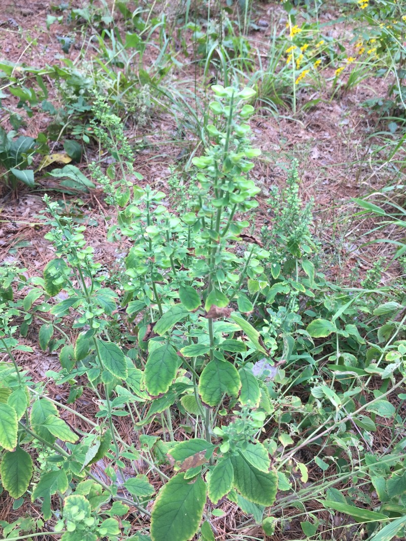 Largeflower Skullcap photo 2