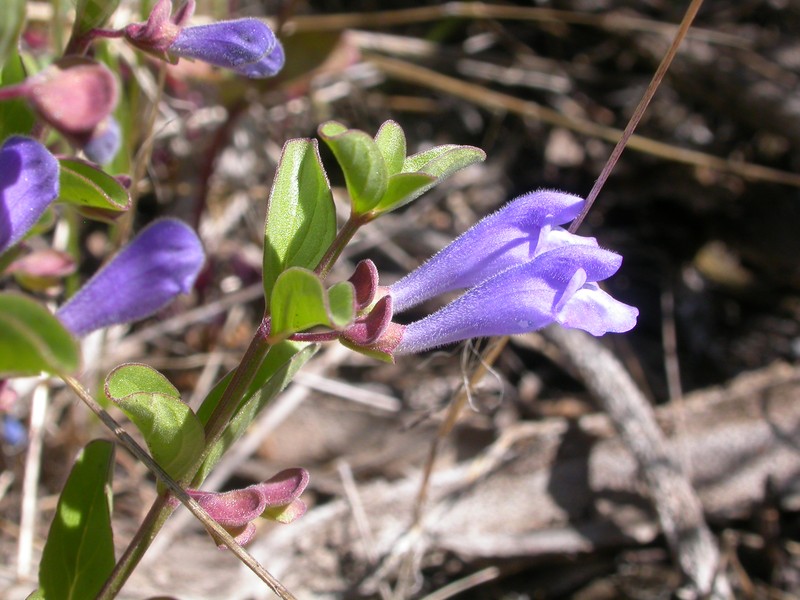 Largeflower Skullcap photo 3