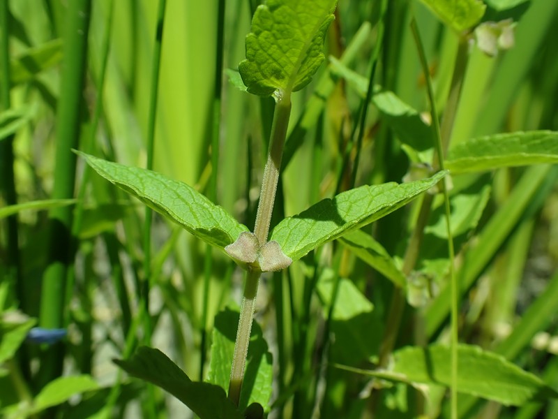 Largeflower Skullcap photo 4