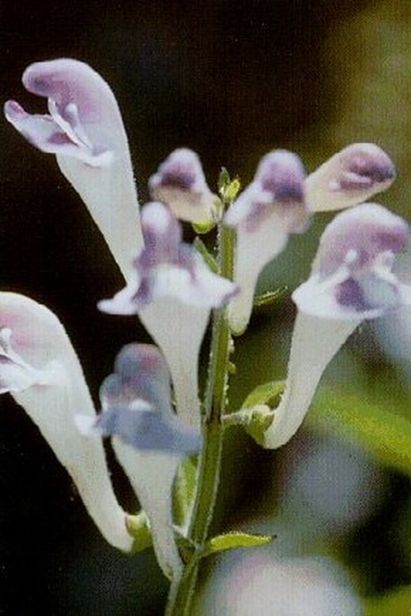 Largeflower Skullcap