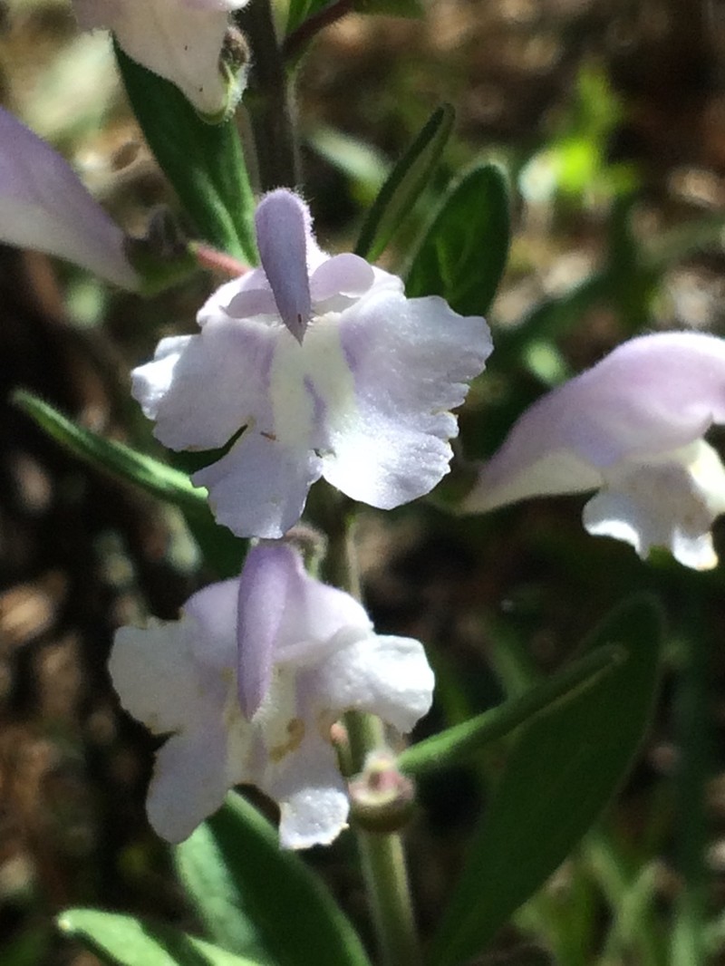 Small's Skullcap photo 2