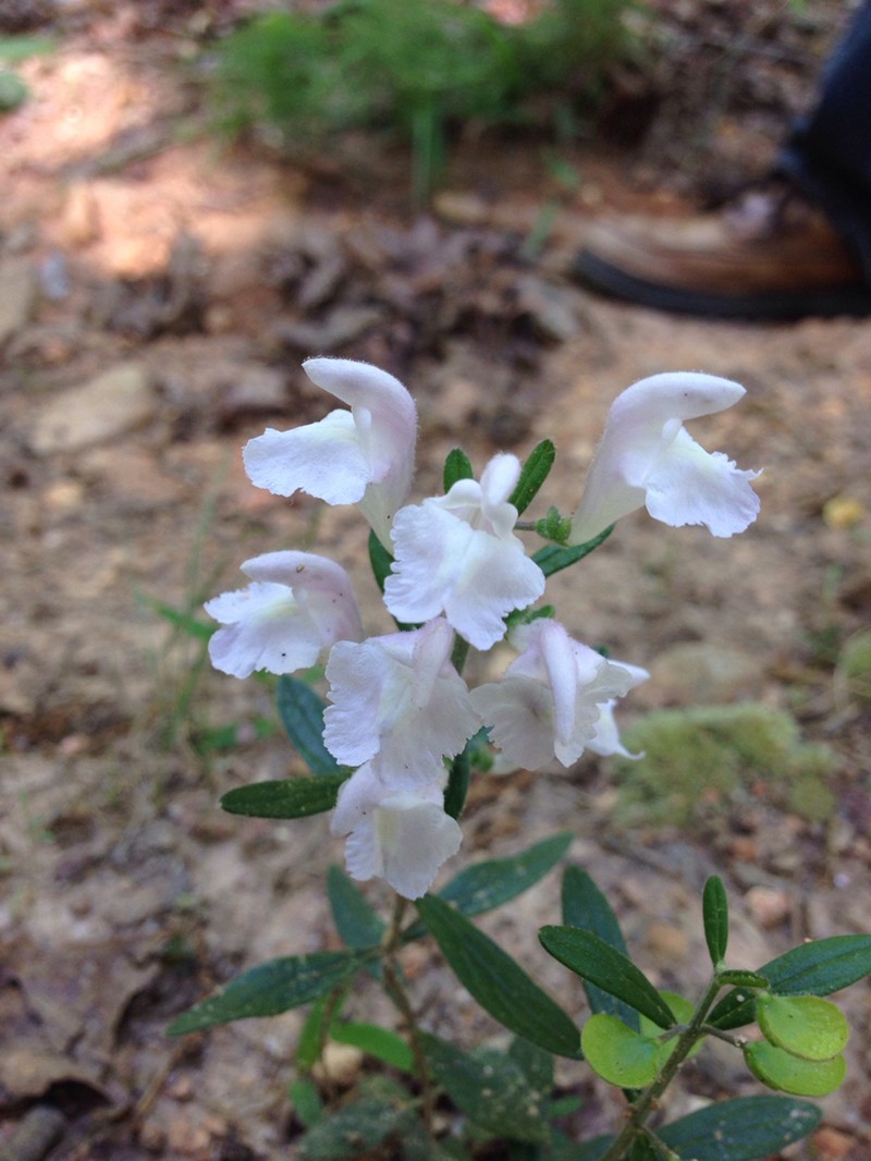 Small's Skullcap photo 3
