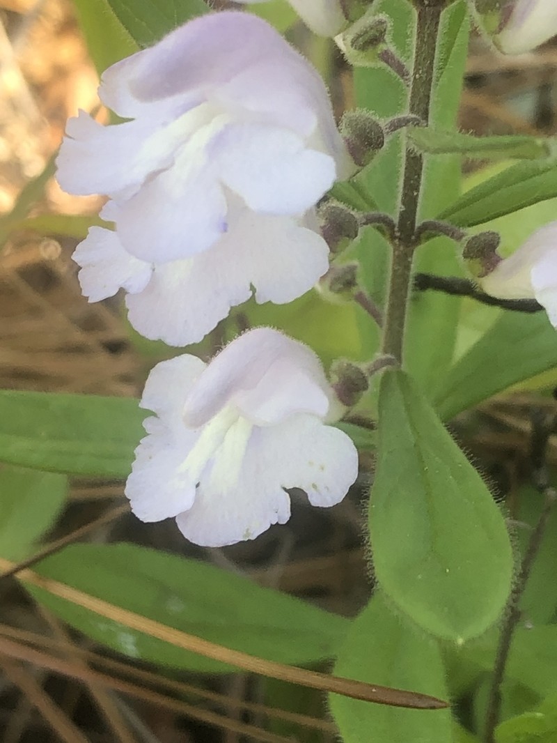 Small's Skullcap photo 4
