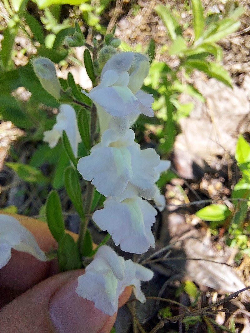 Small's Skullcap photo 5