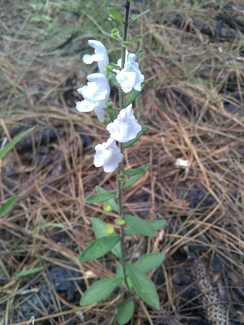 Small's Skullcap photo 6