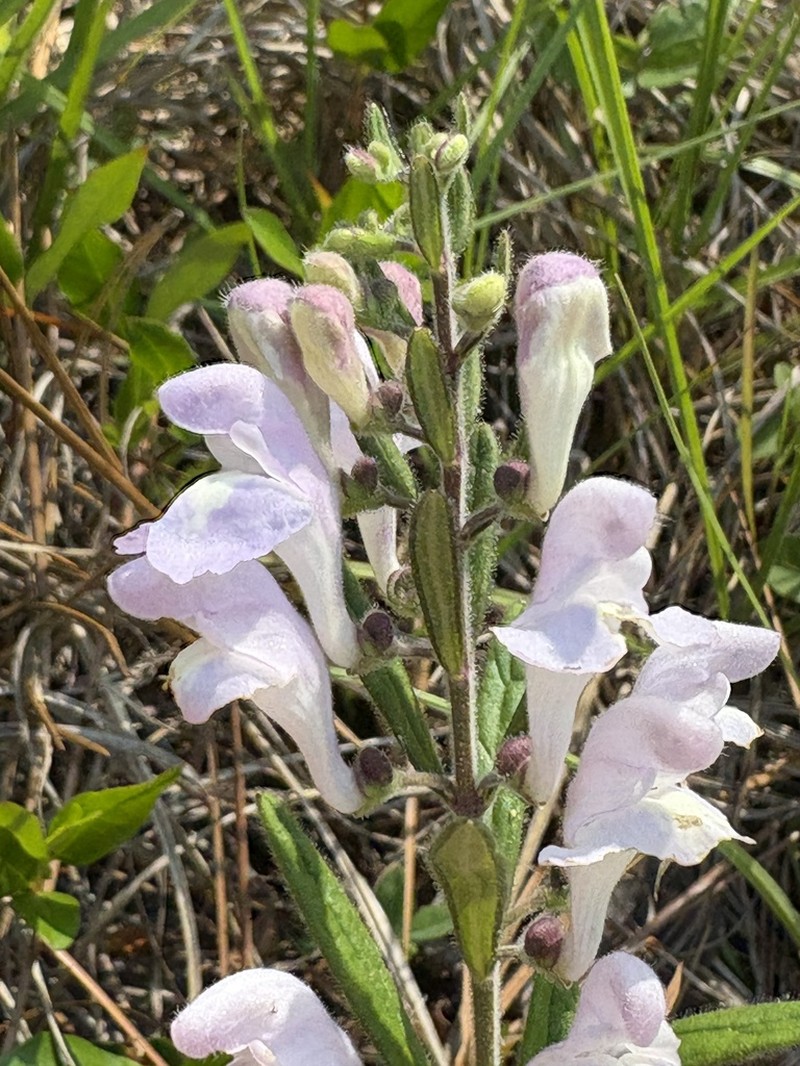 Small's Skullcap photo 7