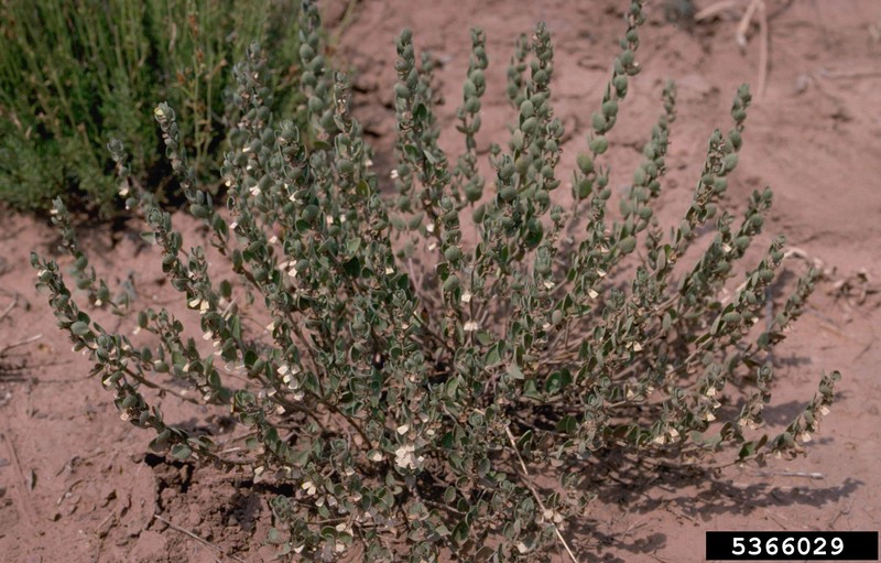 Small's Skullcap photo 2